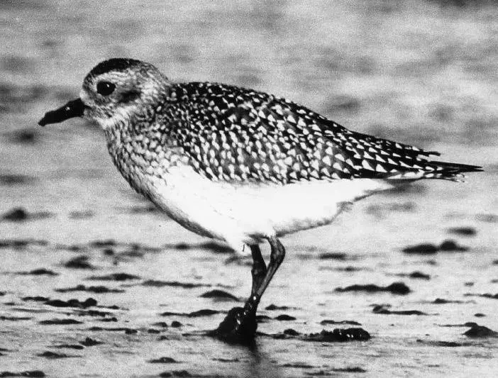 Grey plover uses Estuary as filling station on its migration
