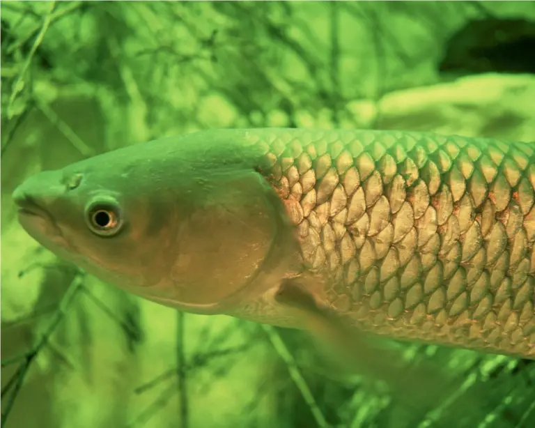 Port Strategy:Maritime business sense has prevailed over carp protection plans