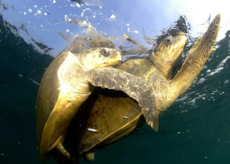 It is not just marine wildlife that is being threatened by the vast number of Indian port projects. Photo:Greenpeace / Sumer Verma