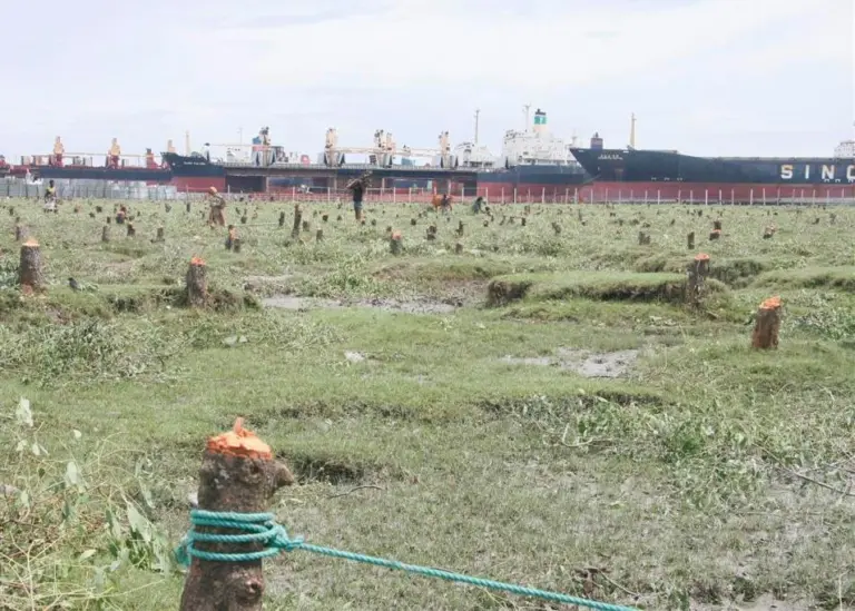 The state of the coastal forest following the illegal tree-cutting in 2009