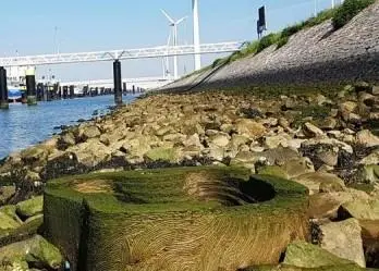 tide pool