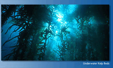 Port of Long Beach's underwater kelp beds prove the marine environment needs our help