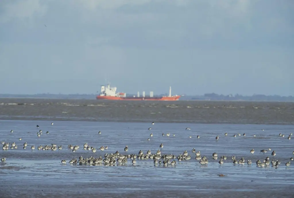 Humber_agreement_-_birds.jpg