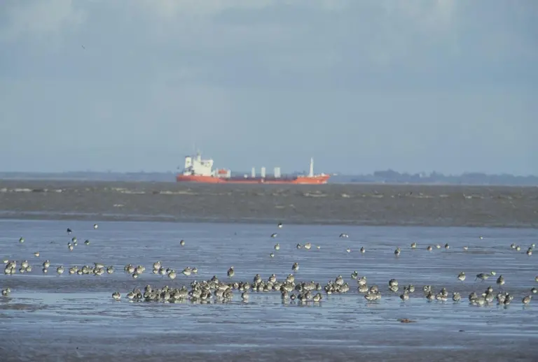 Humber_agreement_-_birds.jpg