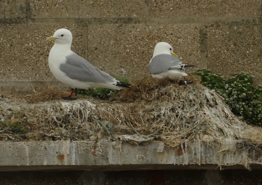 Lowestoft is looking after the locals Photo: ABP