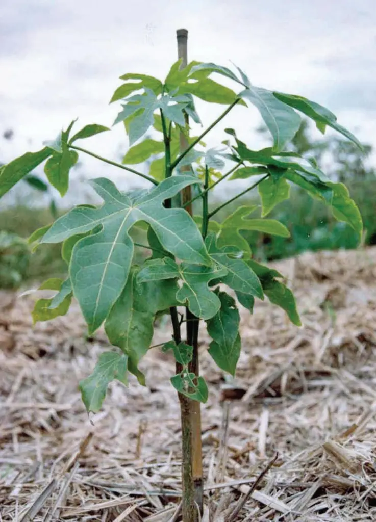 00_93438_plant