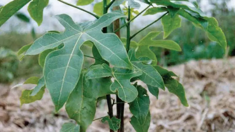 00_93438_plant