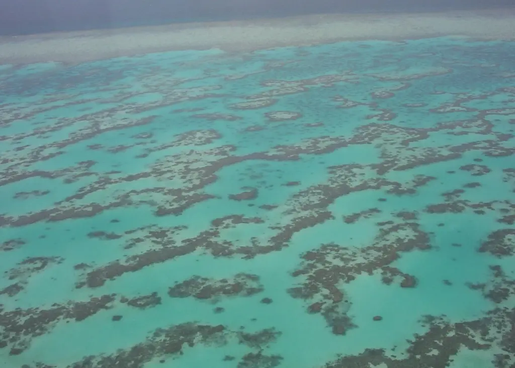 The Great Barrier Reef needs protecting says the ACF. Photo: NickJ