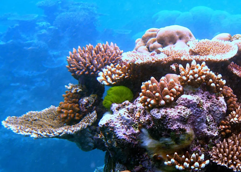 Australia’s ecosystem is a little more fragile than its economy appears to be. Photo: T Hudson