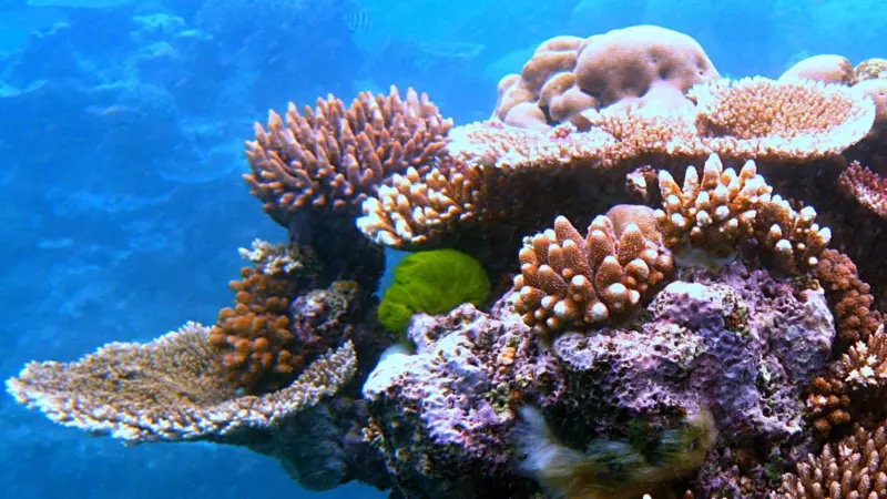 Australia’s ecosystem is a little more fragile than its economy appears to be. Photo: T Hudson