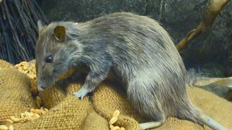 Diseased: Rattus Rattus, or the Black Ship Rat spread bubonic plague around the world. Photo: HZel