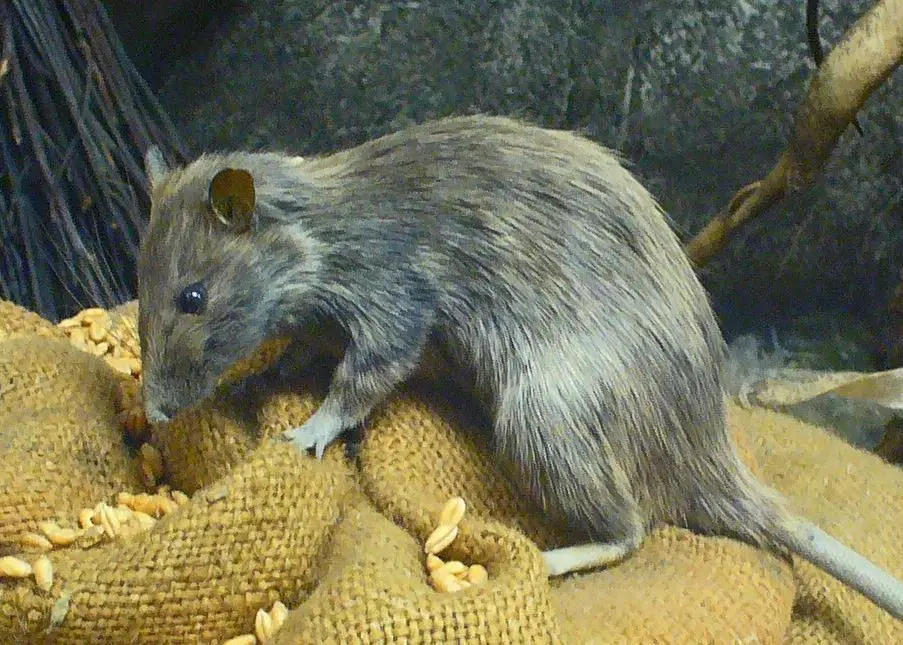 Diseased: Rattus Rattus, or the Black Ship Rat spread bubonic plague around the world. Photo: HZel