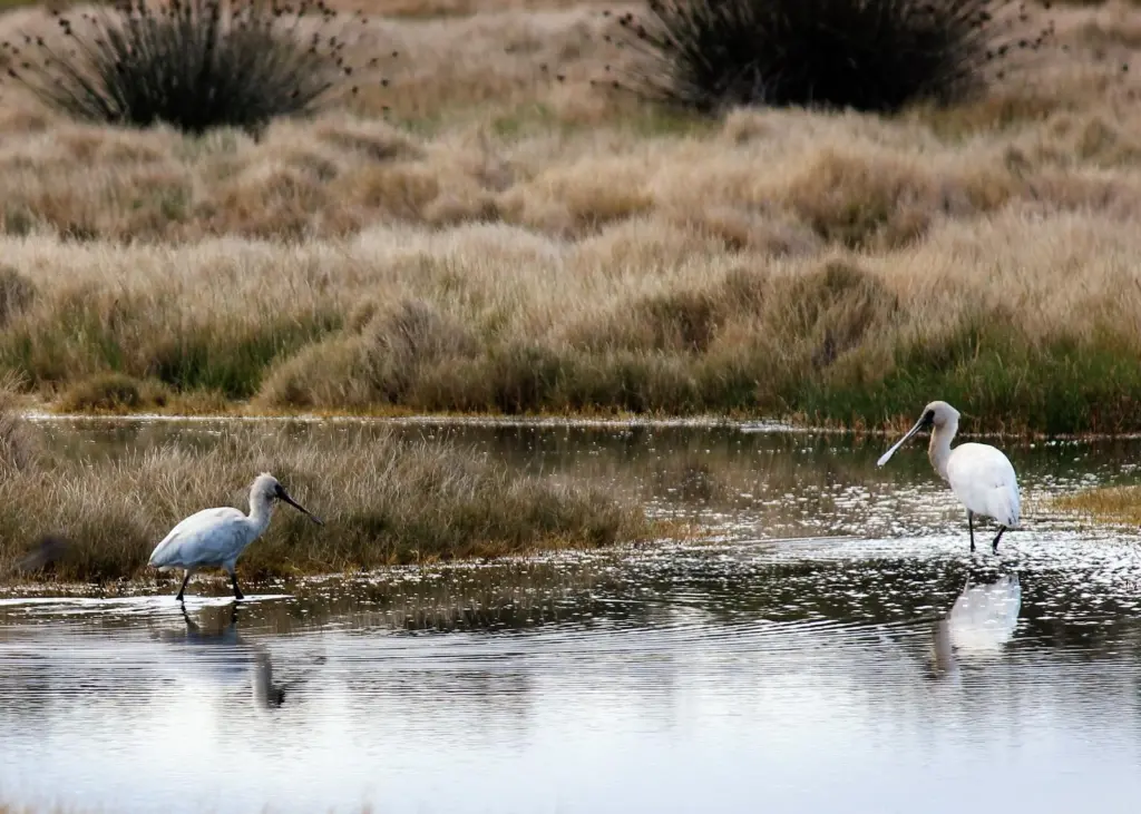 Shorebird habitat