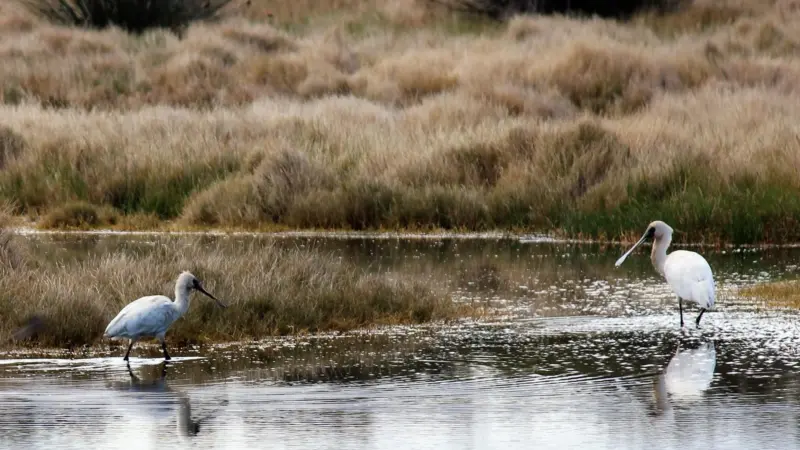 Shorebird habitat