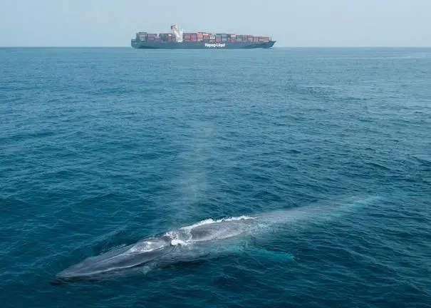 Charities such as IFAW have welcomed the expansion of the label into Europe calling it a great help for the oceans Photo: IFAW