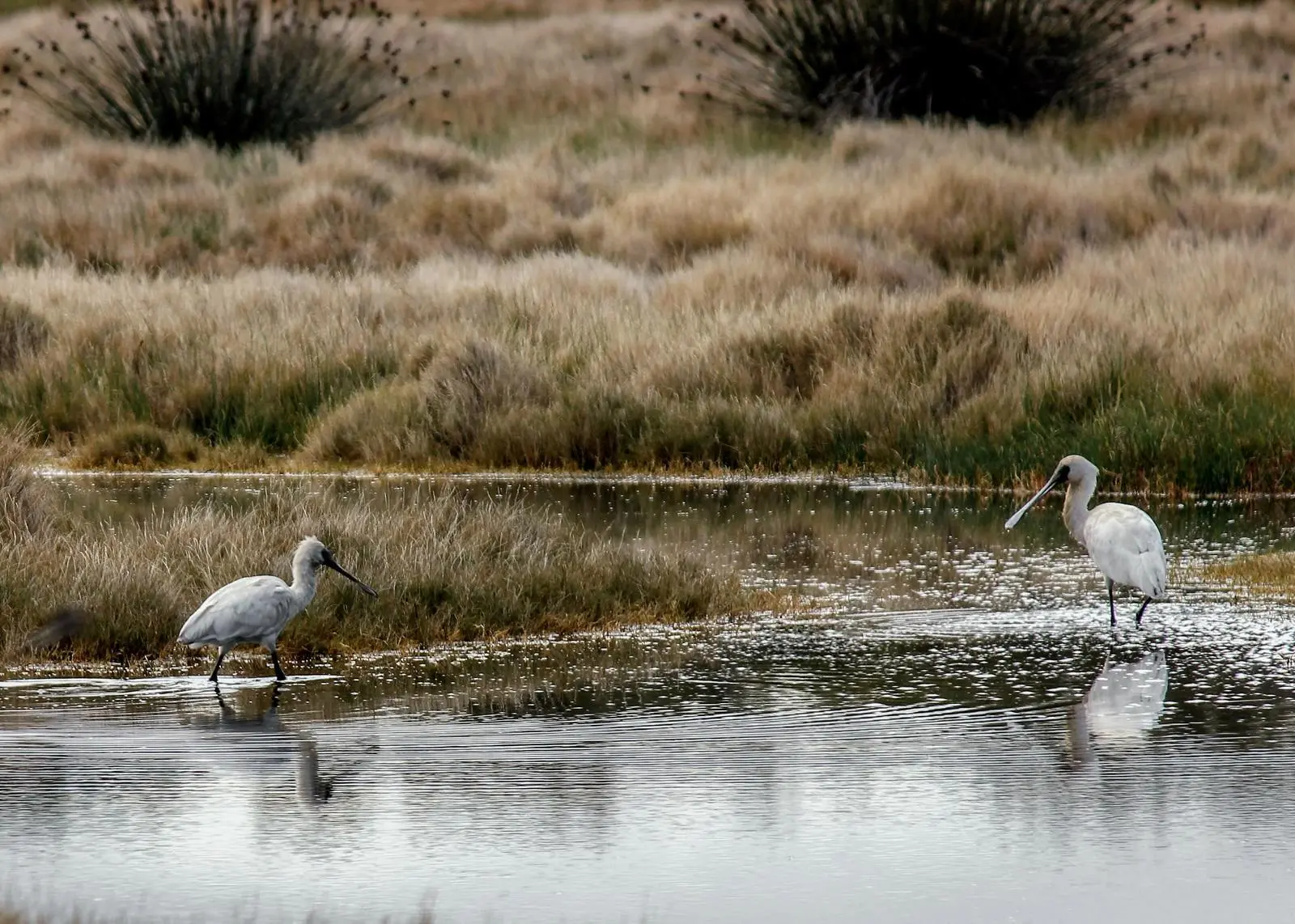 Shorebirds at Ash Island