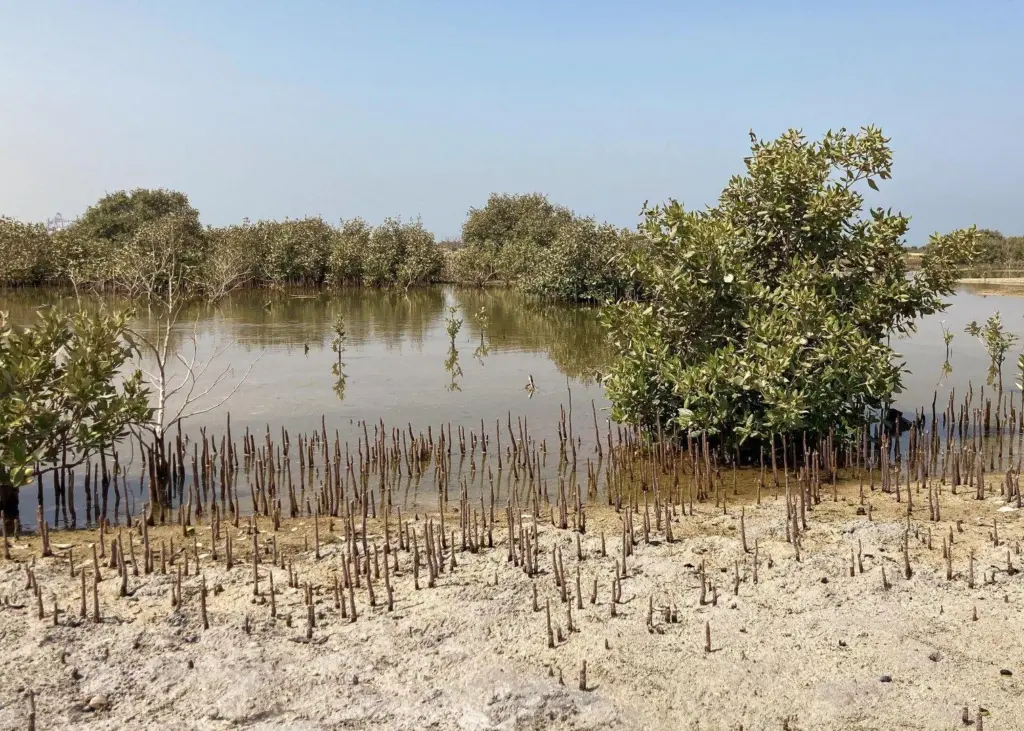 mangroves