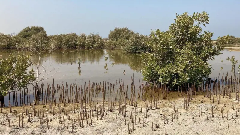 mangroves