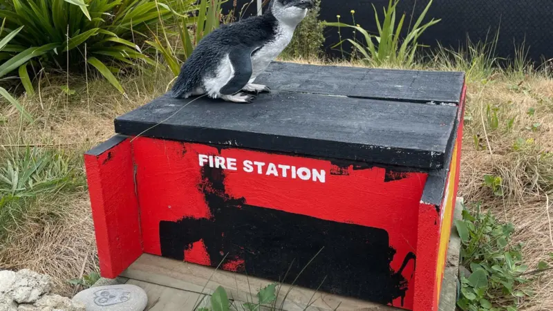 A Little Blue Penguin staking claim to a nesting box painted as a fire brigade station