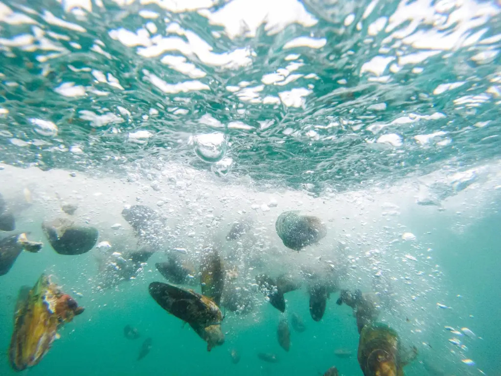 Mussels being dropped into the Hauraki Gulf to seed beds on the gulf seafloor