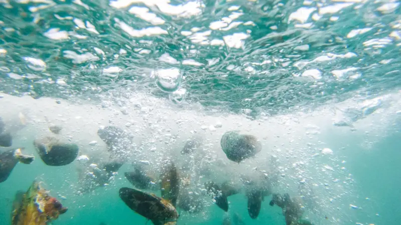 Mussels being dropped into the Hauraki Gulf to seed beds on the gulf seafloor