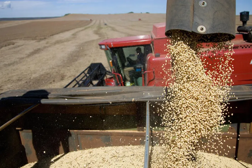 Soy harvesting