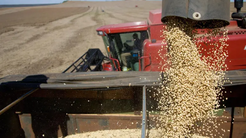 Soy harvesting