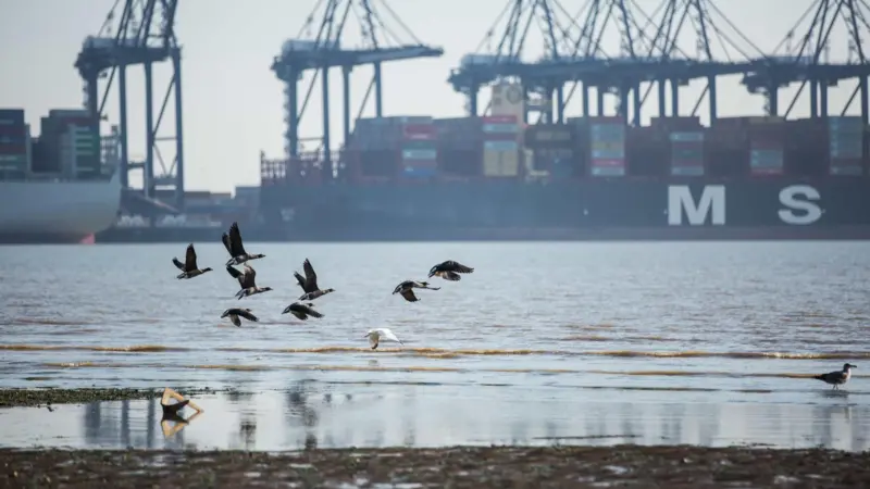 The image shows a vessel at berth in Harwich Haven with seabirds flying in the foreground