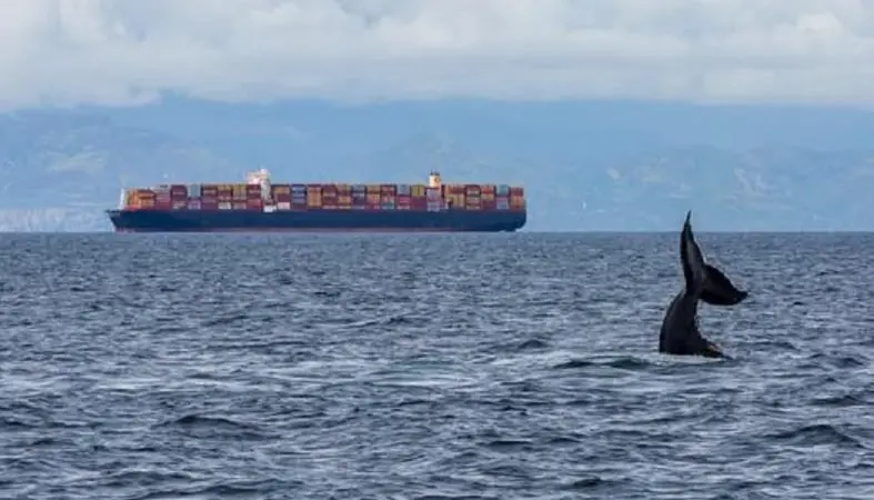 Container ship with whale tail in the foreground