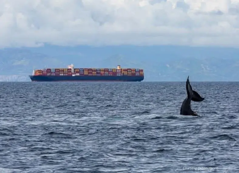 Container ship with whale tail in the foreground