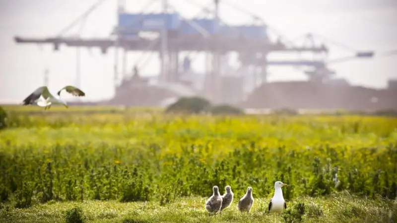 The image shows birds in front of the Port of Rotterdam