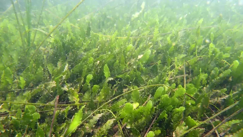 A picturw of Caulerpa prolifera in eelgrass south San Diego Bay