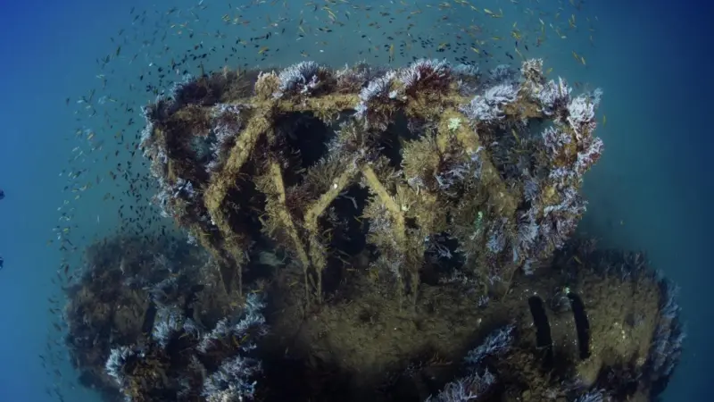 Corals and fish species use the modules to create a new marine habitat