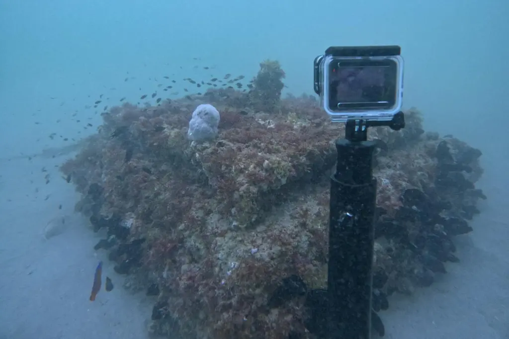 The Ecoreef installation underwater in the UAE