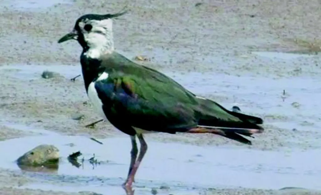 Lapwings nesting on the Tyne