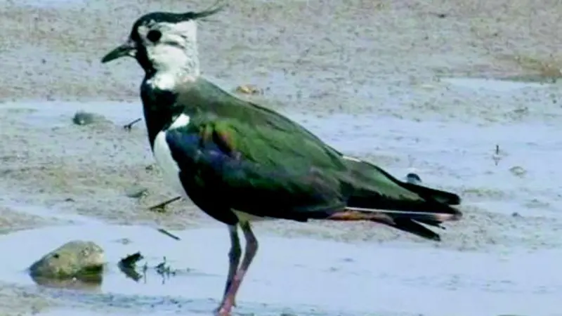 Lapwings nesting on the Tyne