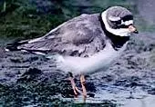 Bathside Bay is important area for nine species of bird