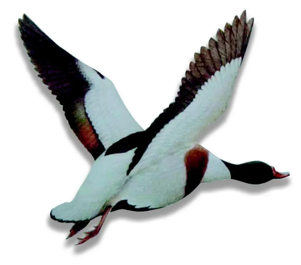 Bathside Bay provides a vital home for thousands of wild birds each winter, including shelducks which feed on the mudflats