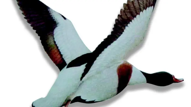 Bathside Bay provides a vital home for thousands of wild birds each winter, including shelducks which feed on the mudflats