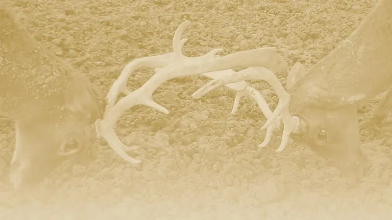 Stags.JPG