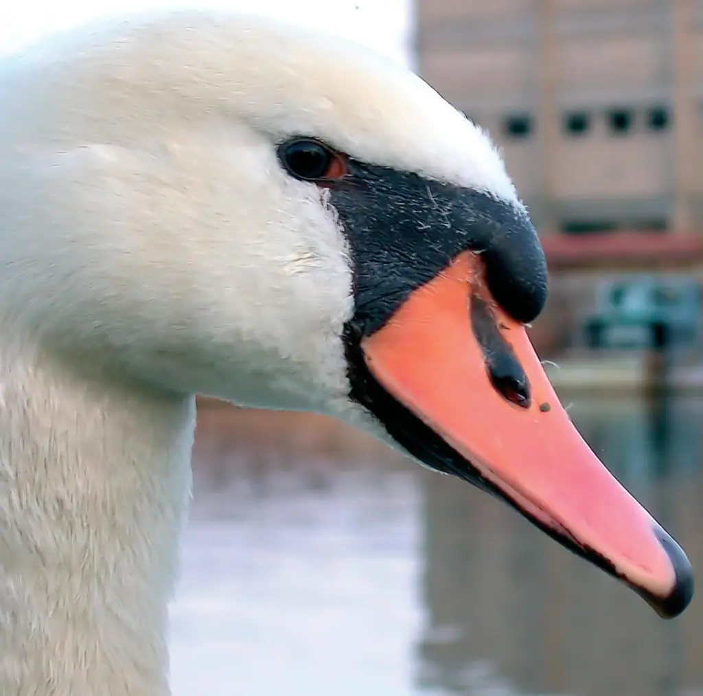 00_94529_swan