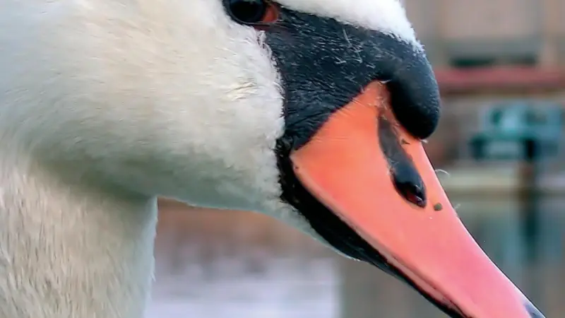 00_94529_swan