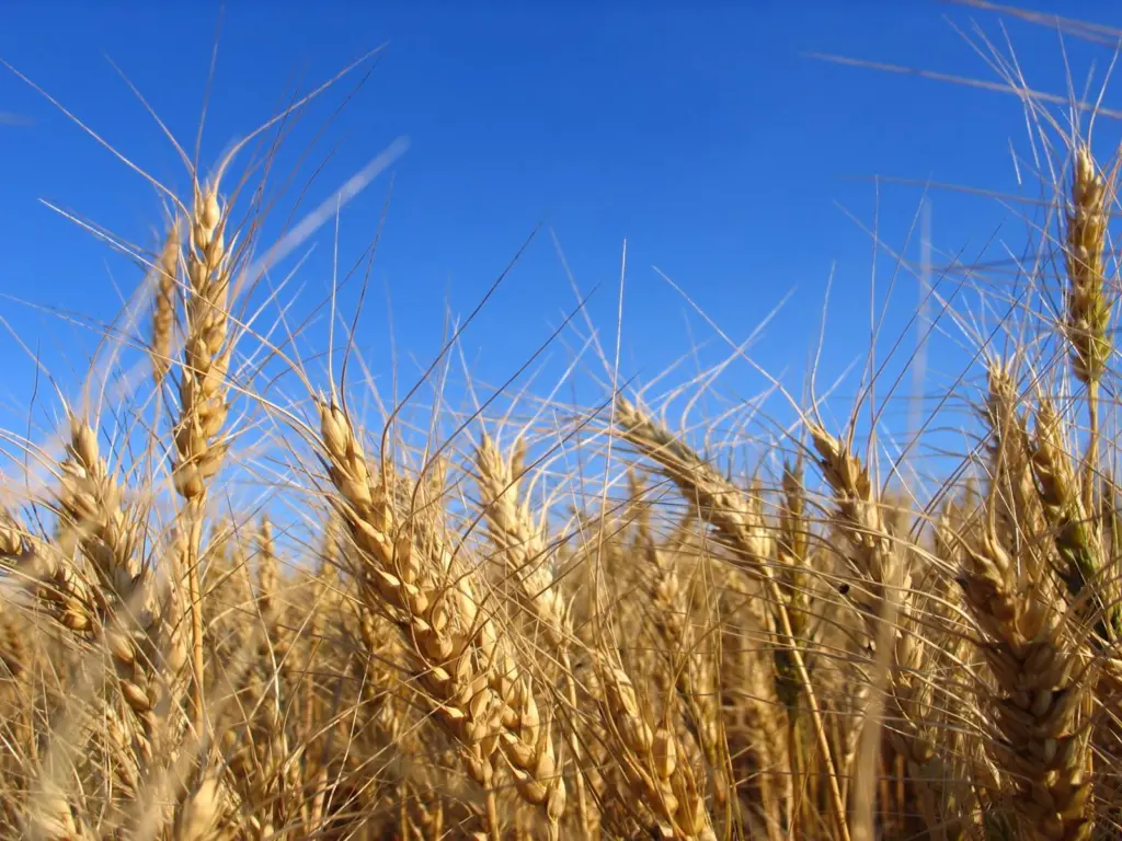 Port Strategy: Dry bulk cargoes, such as grain, are vying for space in US containers
