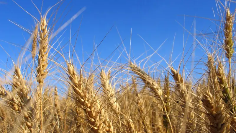 Port Strategy: Dry bulk cargoes, such as grain, are vying for space in US containers