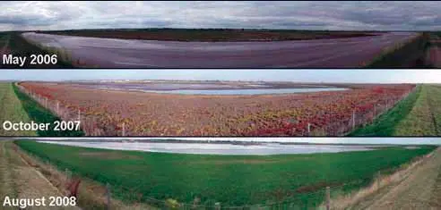 Saltmarsh plant colonisation