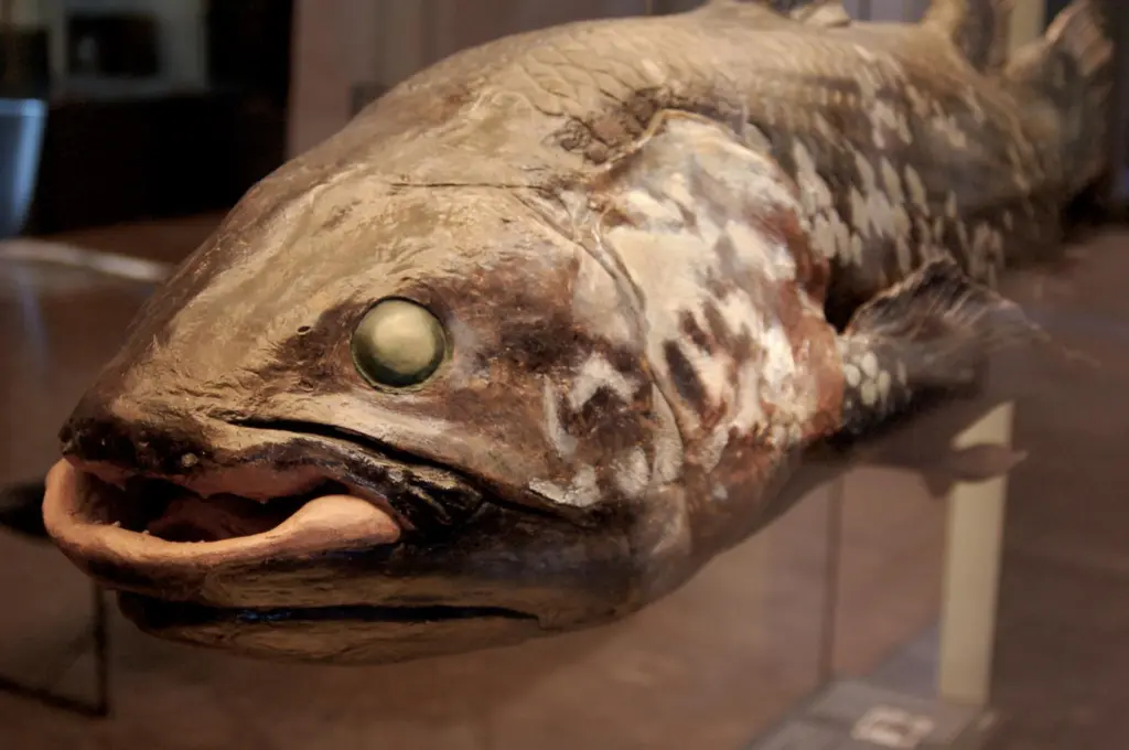 00_94373_Coelacanth