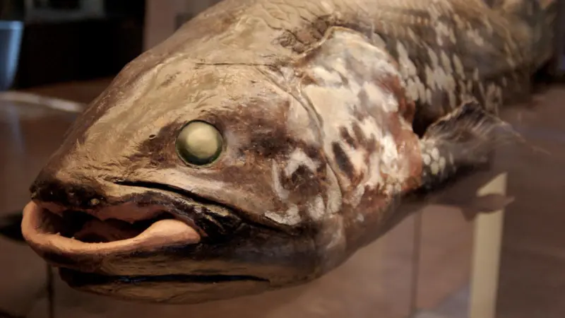 00_94373_Coelacanth