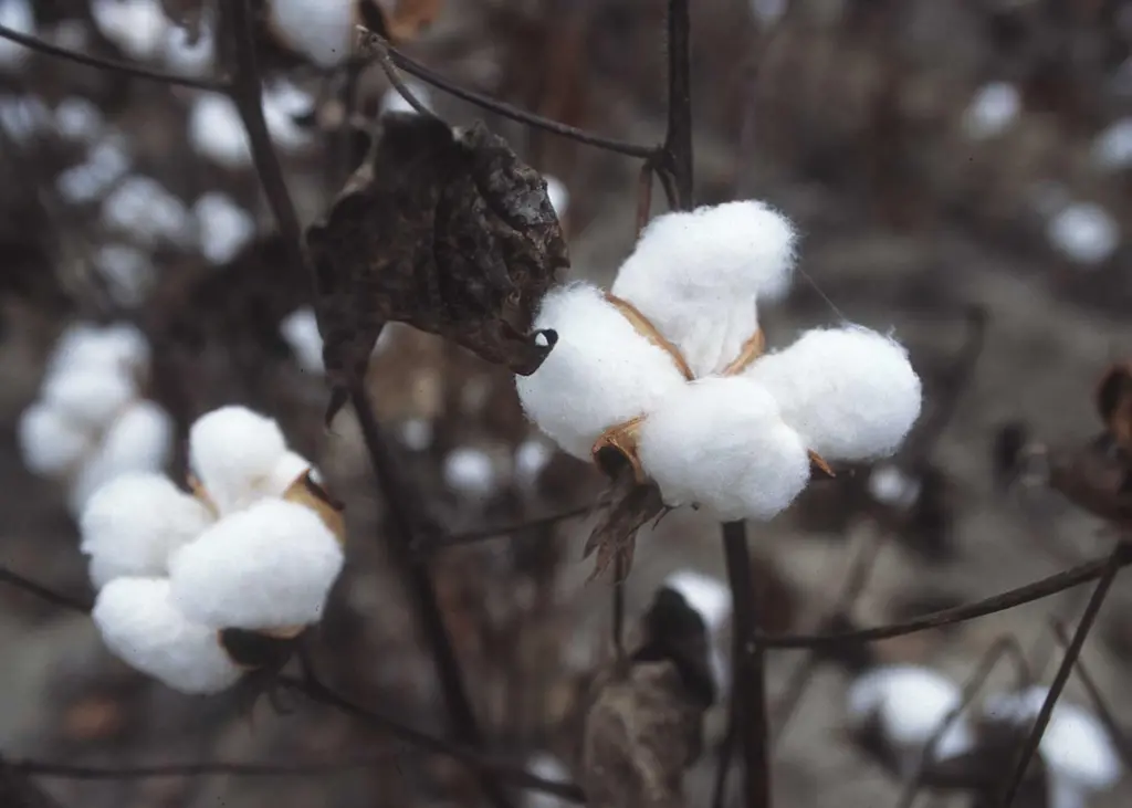 Port Strategy: Seemingly innocuous cargoes like wool and cotton (pictured) can have a devastating effect on the health of port workers