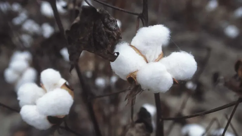 Port Strategy: Seemingly innocuous cargoes like wool and cotton (pictured) can have a devastating effect on the health of port workers