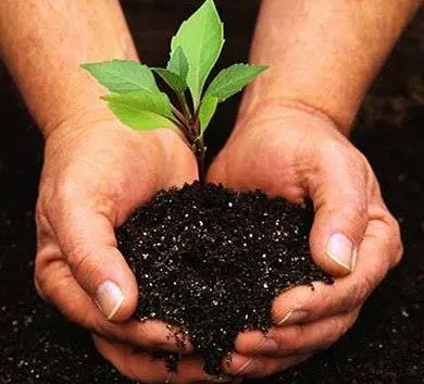 00_95801_plant-food
